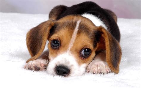 cute babys  dogs wallpapers wallpaper cave
