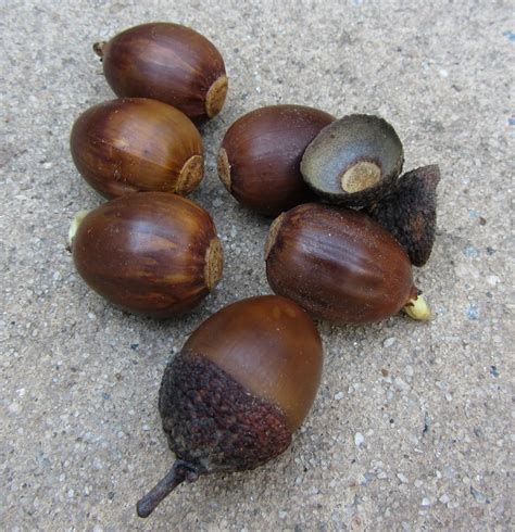 georgia native plants score  acorns
