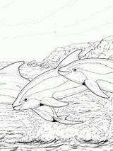 Dolfijn Kleurplaten Kleurplaat Topkleurplaat Moeilijke Dolfijnen sketch template