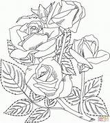 Desenhos Rosas Grandiflora Rosen Riscos Colorir Designlooter Bouquet Ausdrucken Mystic Malvorlagen sketch template
