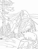 Murmeltier Ausmalbild Ausmalbilder Marmot Ausdrucken sketch template