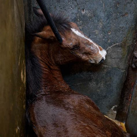 animal equalitys campaign   horse slaughter animal equality