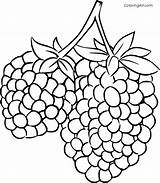 Blackberry Coloringall Blackberries sketch template
