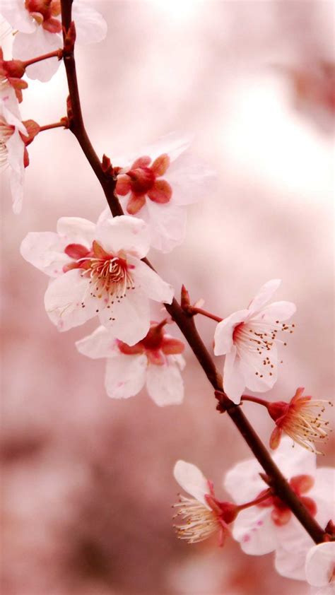 cherry blossom wallpaper enjpg