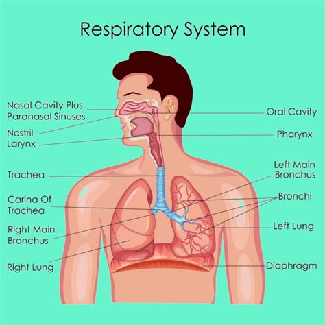 respiratory system pharmacy gyan