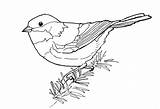 Line Drawing Chickadee Coloring Bird Drawings Pages Birds Drawn Chestnut Backed Capped Google Outline Sketch Kids Getdrawings Simple Birdly Coloringbay sketch template