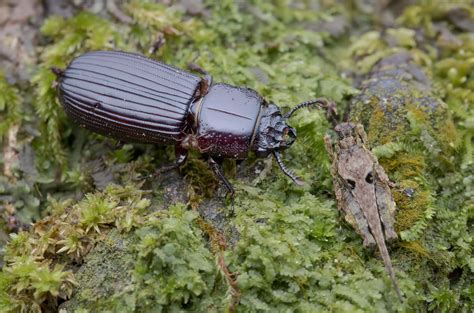 habits and traits of bess beetles