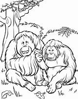Zoo Coloring Pages Animals Orangatan Kids sketch template