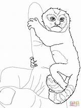 Marmoset Baby Coloring Pygmy sketch template