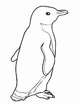 Penguins Printable Coloring Pages Cliparts Attribution Forget Link Don sketch template