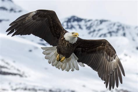 bald eagle foto bild north america united states tiere bilder auf fotocommunity