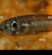 Afbeeldingsresultaten voor "atherina Hepsetus". Grootte: 175 x 185. Bron: www.alamy.com