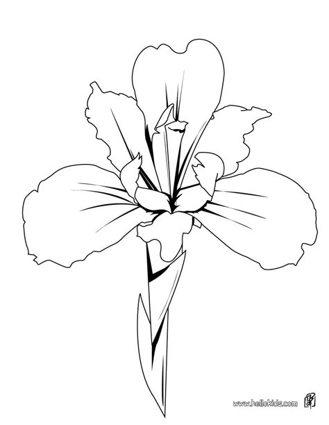 animated flowers irises  sally