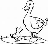 Duck Coloring Pages Printable Kids Ducks sketch template