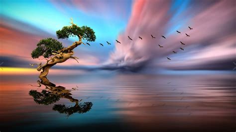 solitary tree lake birds  flight red cloud sunset reflection  water art hd wallpaper
