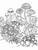Mushrooms Champignons Trippy Champignon Enfants Jolis Coloriages Justcolor sketch template