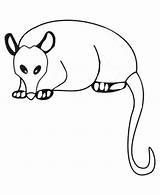Possum Outline Coloring Opossum Color Printable Pages Print Size Luna Getdrawings Getcolorings sketch template