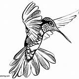 Hummingbird Coloirng sketch template