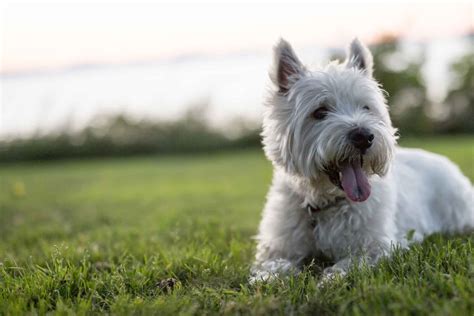 west highland white terrier dog names popular male  female names wag