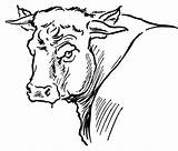 Bull Coloring Pages Red Dibujos Bucking Drawing Color Para Logo Portait Bulls Riding Infantiles Toros Colorear Cattle Imprimir Getdrawings Pro sketch template