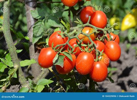 cherry tomatoes ins  garden cherry tomatoes     easiest veggies  grow stock