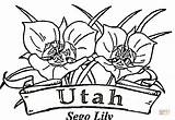 Utah Coloring Flowers Pages Color Printable Supercoloring Version sketch template