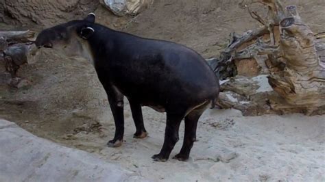 some tapir s huge dick youtube