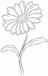 Daisy Drawing Flower Draw Flowers Drawings Cartoon Choose Board Plant Painting sketch template