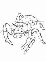 Coloring Spider Jumping Pages Tarantula Print Color Daring Designlooter Getcolorings 79kb 800px Animal Spiders sketch template