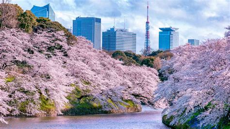 places  tokyo   cherry blossoms  spring
