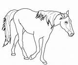 Tennessee Pferd Palomino Cavalos Tinker Cavalinhos Getcolorings Supercoloring Caballo Caballos Ausmalbild Colorear Kleurplaat Paarden Paard Pferde sketch template