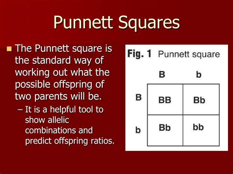 ppt genetics using punnett squares powerpoint presentation free