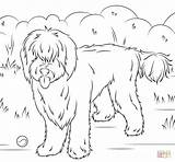 Coloring Labradoodle Australian Pages Dog Clipart Colouring Printable Dogs Labradoodles Clip Cliparts Categories sketch template