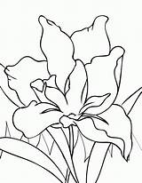 Coloring Iris Flower Popular sketch template