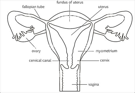 ncert class 10 chapter 8 organisms reproduction cbse board sample