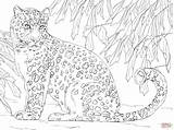 Amur Leopardo Realistas Supercoloring Leopards Javan Nevi Skip Paginas sketch template