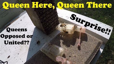 drone laying queen unexpected surprise youtube