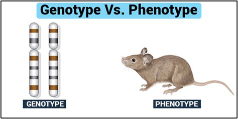 genotype and phenotype introduction its differences and examples