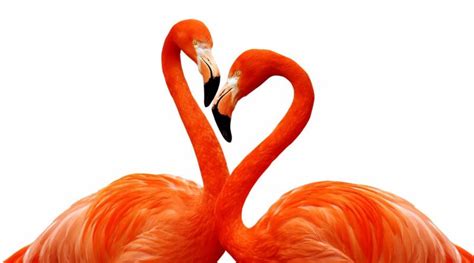 zaskakujacych ciekawostek  flamingach fakty  informacje
