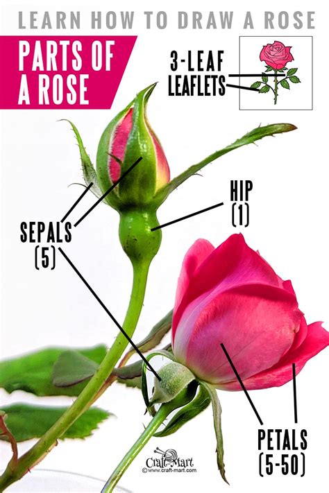 draw  rose step  step guide  beginners craft mart