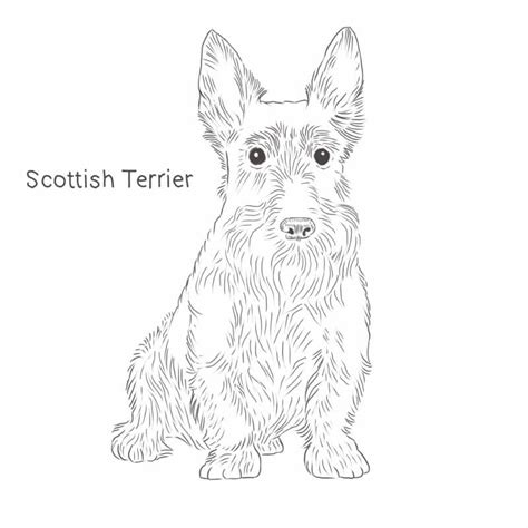 scottish terrier dog breed information dog breeds list