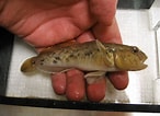 Afbeeldingsresultaten voor Neogobius melanostomus. Grootte: 146 x 106. Bron: fishindex.blogspot.com