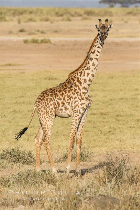 maasai giraffe amboseli national park giraffa camelopardalis