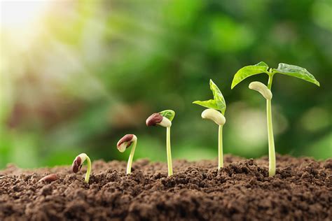 grow plant seeds insider tips  tricks bioweed