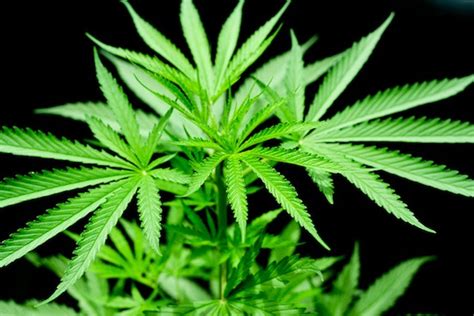 feeling  pain researchers discover  pot  pain relief