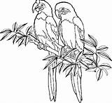 Parrot Coloring Flying Pages Getcolorings sketch template