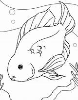Fish Betta Coloring Pages Parrot Color Getcolorings Drawing Printable Getdrawings sketch template