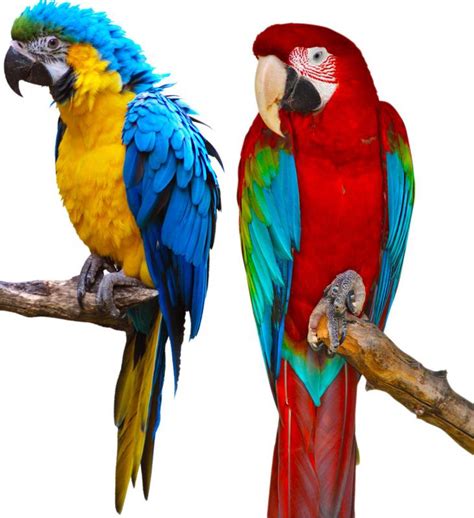 parrots  good pets  pictures