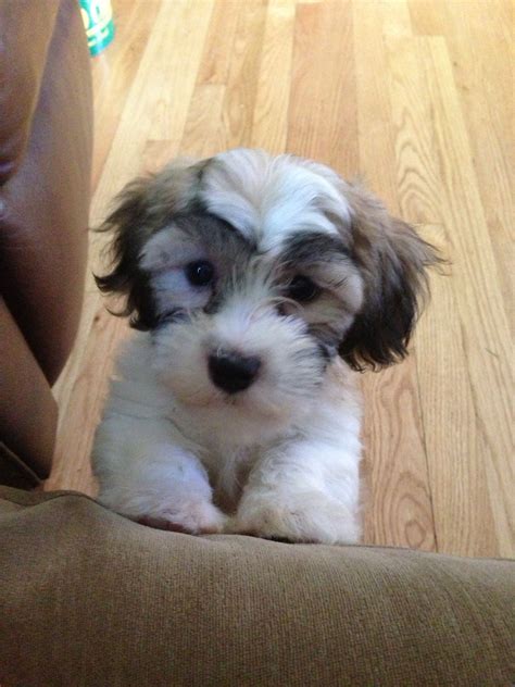 shichon puppy shih tzu  bichon mix zuchon puppies  sale shitzu