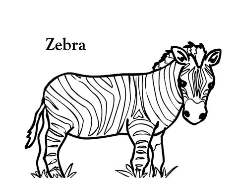 zebra head coloring pages  getcoloringscom  printable